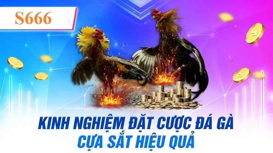 Tham khảo kinh nghiệm hiệu quả khi chơi đá gà cựa sắt