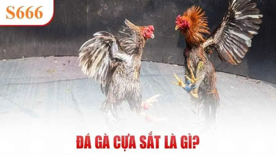 Đá gà cựa sắt là gì?